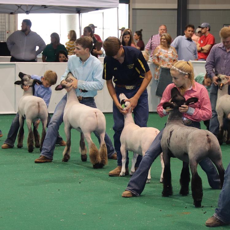 Jackson, Norton and Parker win state goat and lamb show
